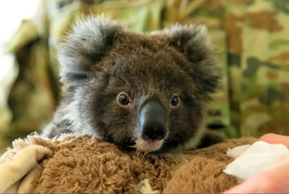 koala's lijden aan chlamydia