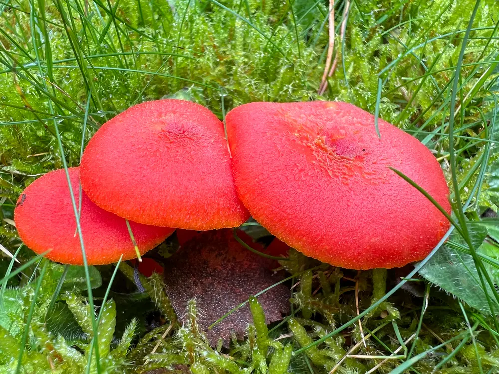 Hygrocybe miniata