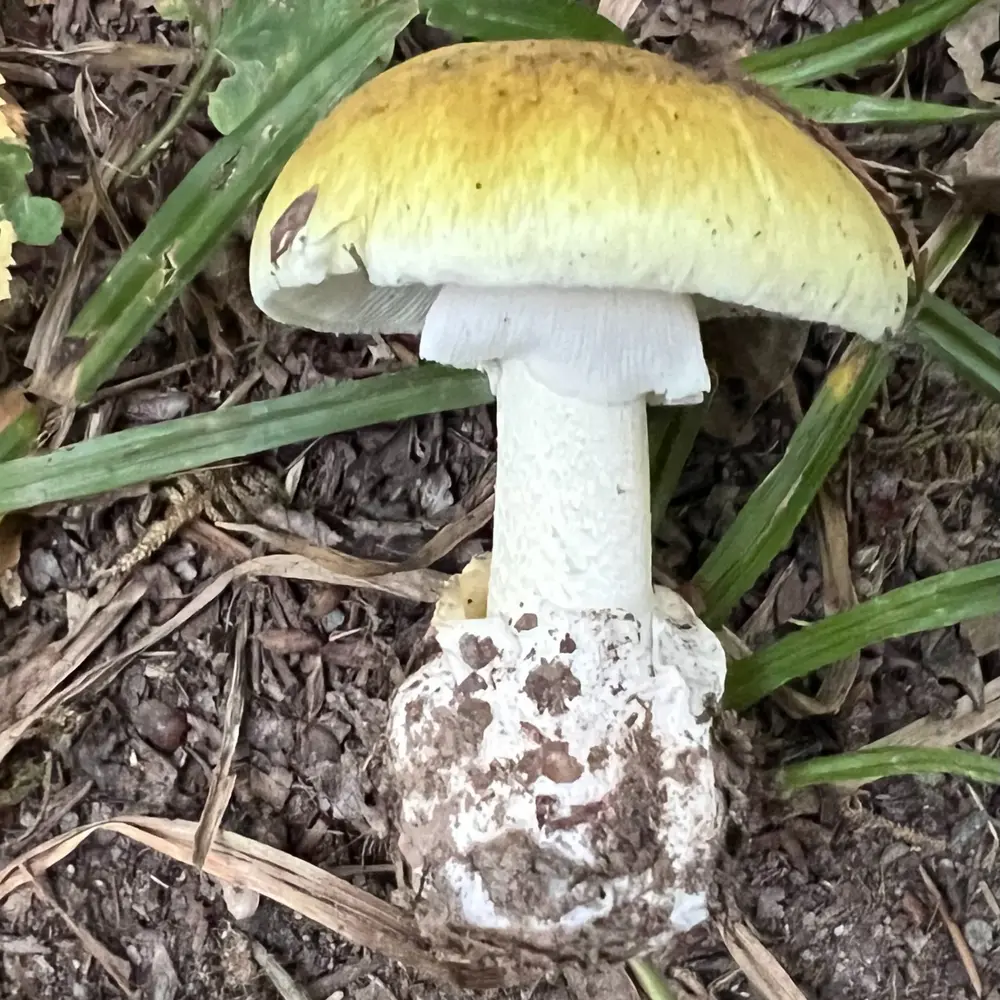 Amanite phalloïde
