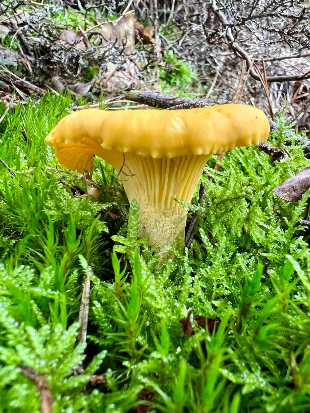 Girolle