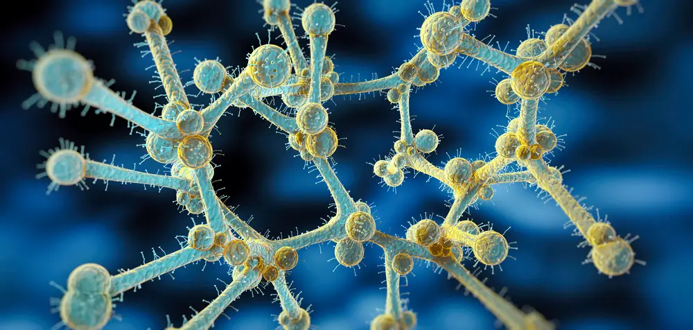 Candida auris fungi 
