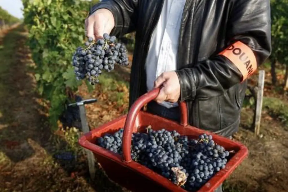 Pesticiden bij druiven