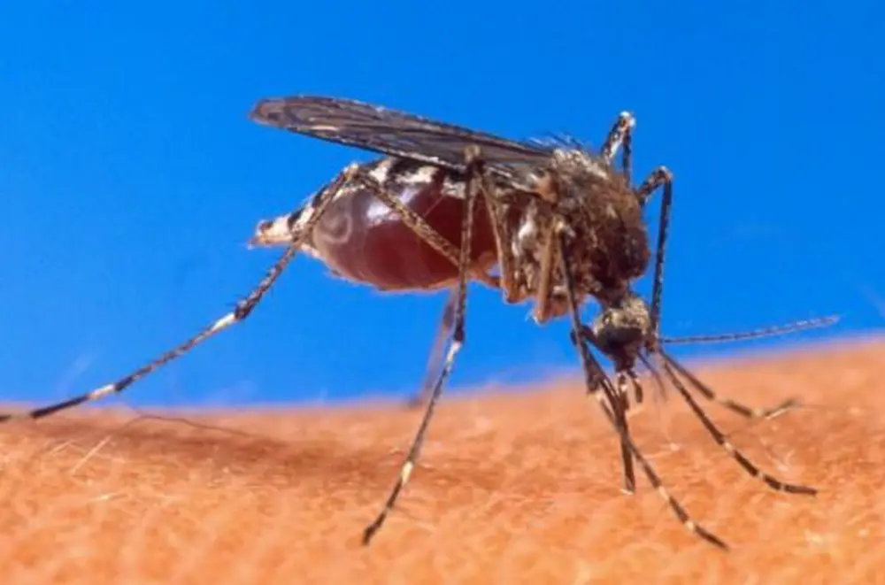 Westnijlvirus overgedragen via muggen