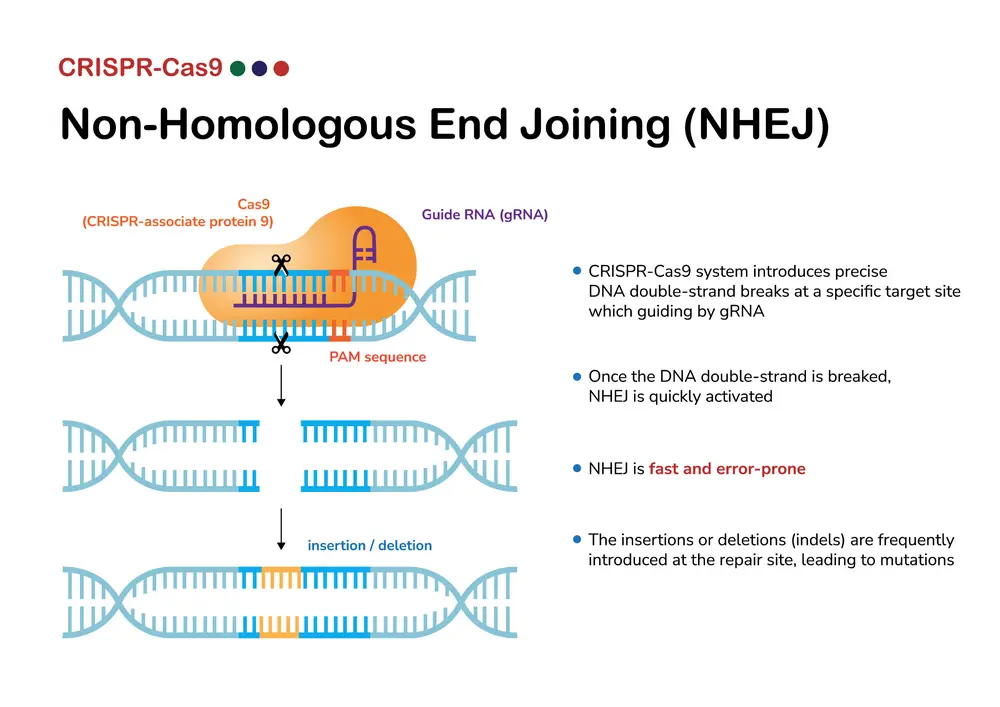 CRISPR-CAS9 thérapie génique
