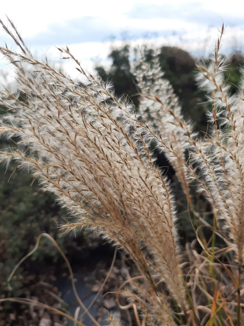 Miscanthus sinensis Andersson, © Copyright 2022 Brigitte Marazzi