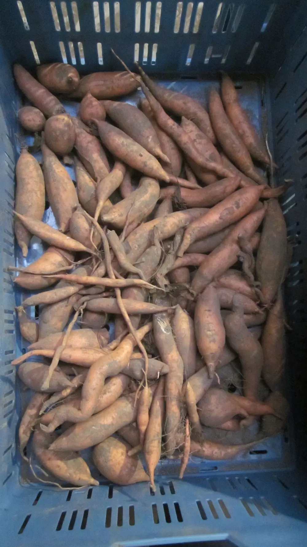 reststromen van bataat foto1