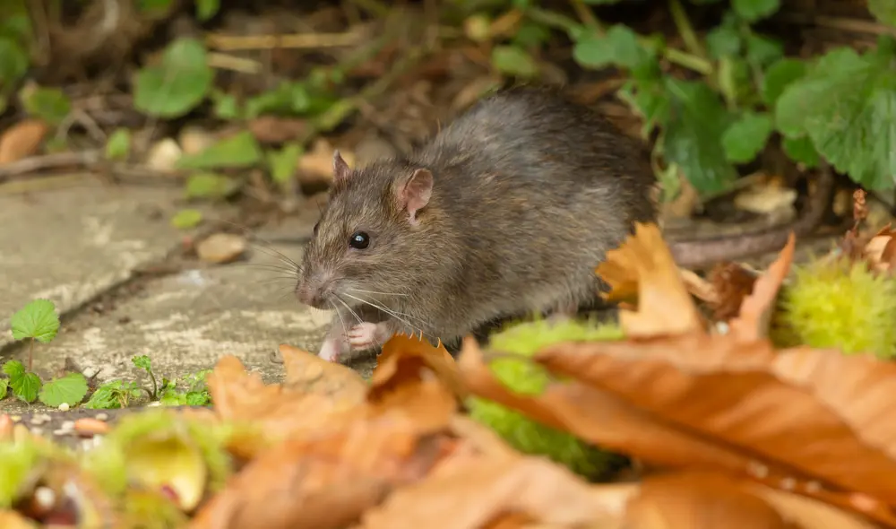 Rattus norvegicus