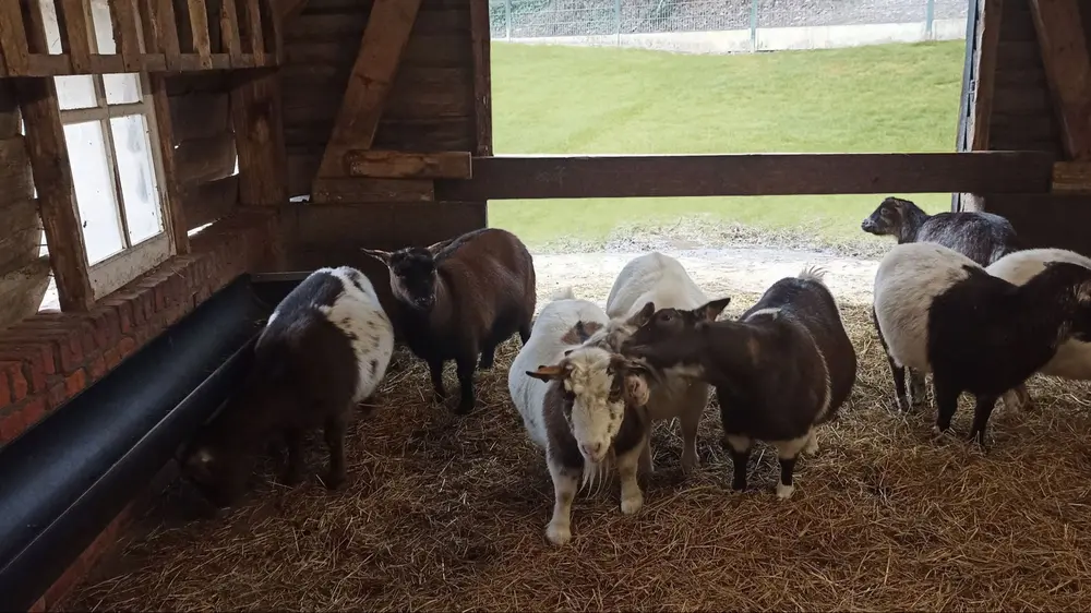 Alles over schuil stallen