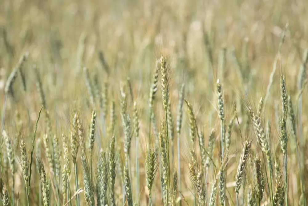 céréales blé europe
