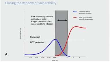 figuur A vaccins zwangerschap