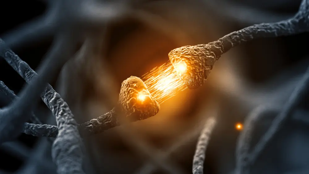 axones synapses neurones