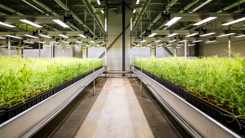  aanbod van vroegrijpe sojarassen