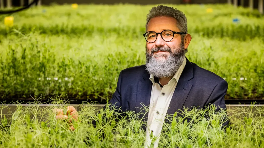  aanbod van vroegrijpe sojarassen2