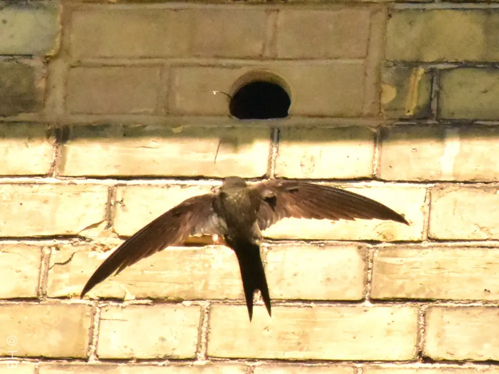 Baksteenfabrikanten hebben al verschillende oplossingen uitgewerkt om fauna-inclusief te bouwen. Stenen met openingen en holtes bieden ruimte aan insecten en vogels