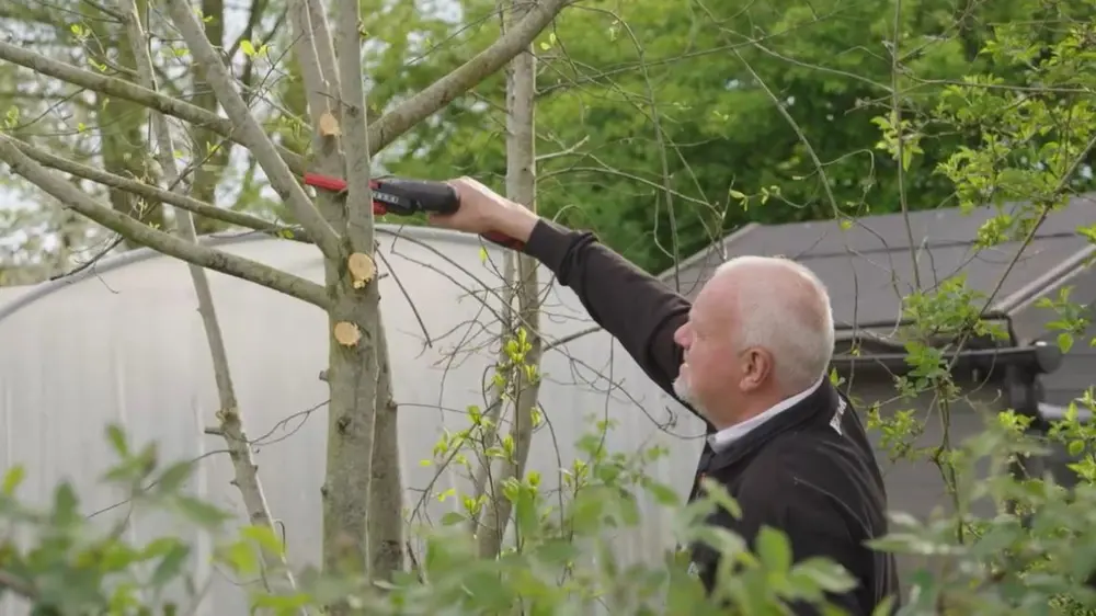 belangrijke snoeiwerken