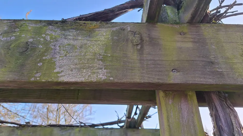 Controleer het hout op groene aanslag