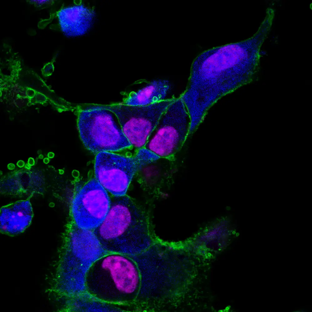 niercellen VSV-SUD, een surrogaatvirus