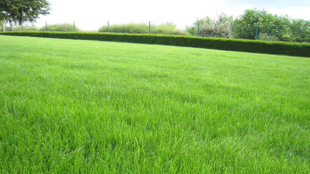 Gerenoveerde grasmat