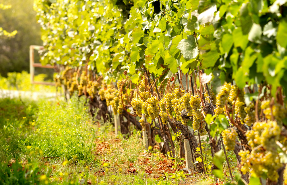 Vermentino druiven