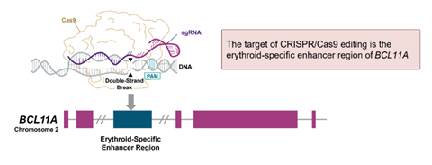 hémoglobinopathies 2
