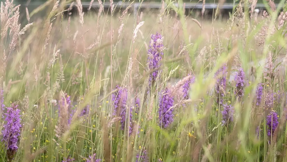 natuurdak groendak