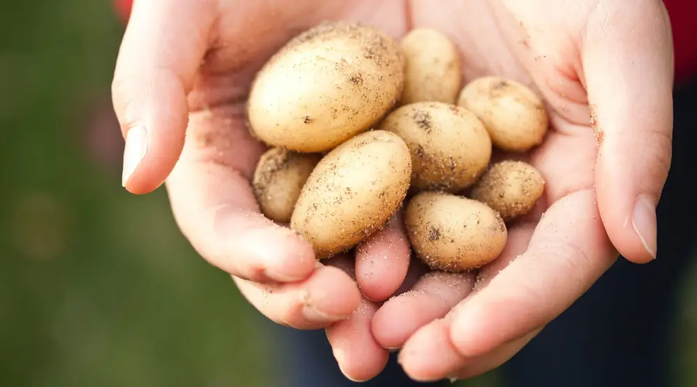 Aardappelen