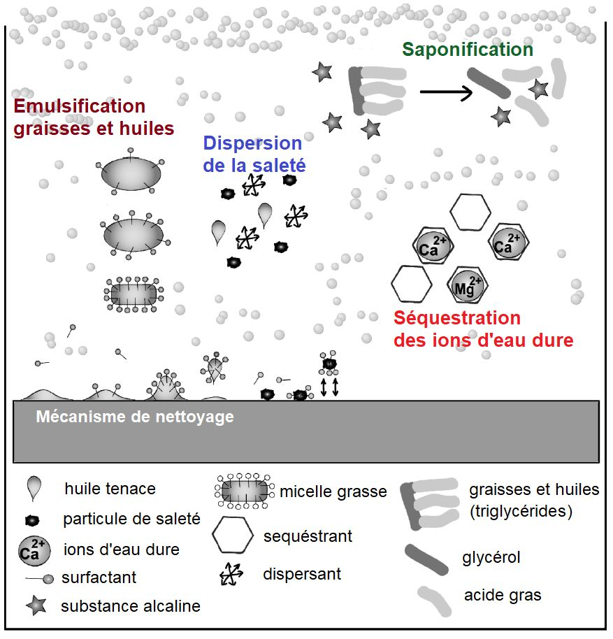 Activité des formulations alcalines