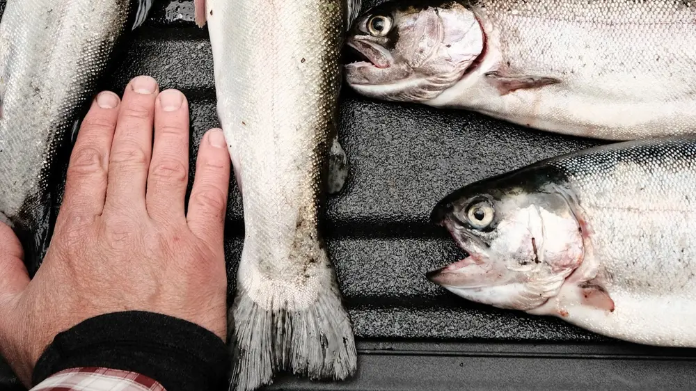 De nieuwe DNA-databank kan worden ingezet om &lsquo;valse&rsquo; kabeljauw of tong te ontmaskeren