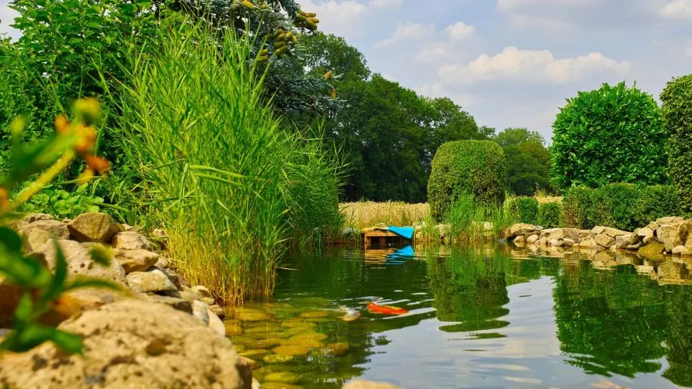 zwemvijver