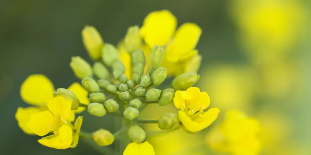 canola