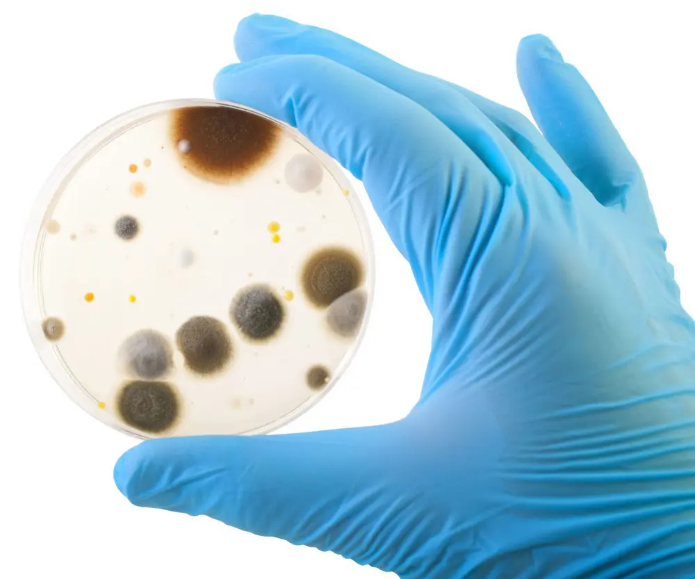 L’abaissement de la pression d’infection et l’optimisation du processus de désinfection est une étape à ne pas sous-estimer et extrêmement cruciale vers une transformation des aliments sécurisante