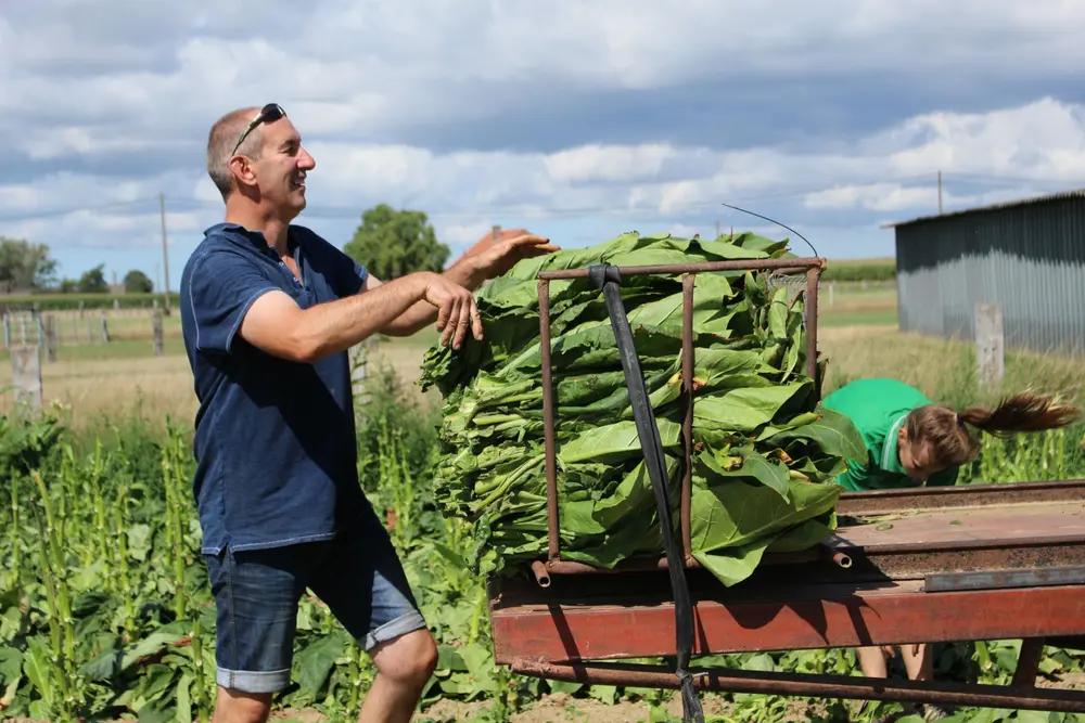 tabakstelers bart jonckheere regine feryn stubbe-flandria